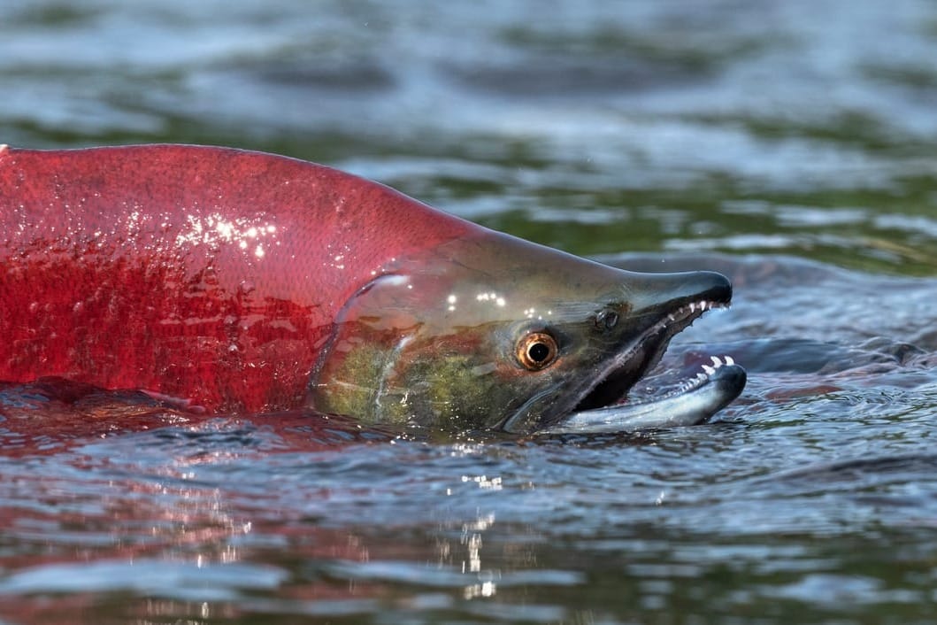 Primo piano di un salmone sockeye rosso durante la migrazione in Alaska.