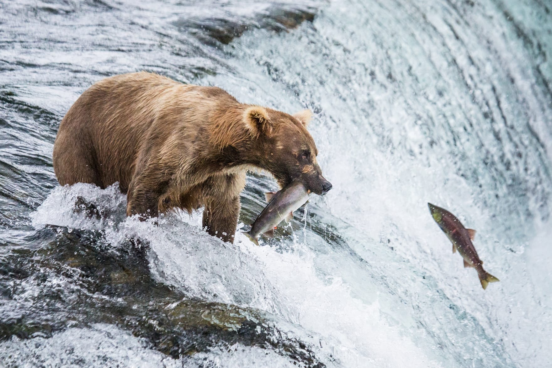 Orso bruno d'Alaska pesca un salmone durante la risalita in un fiume.