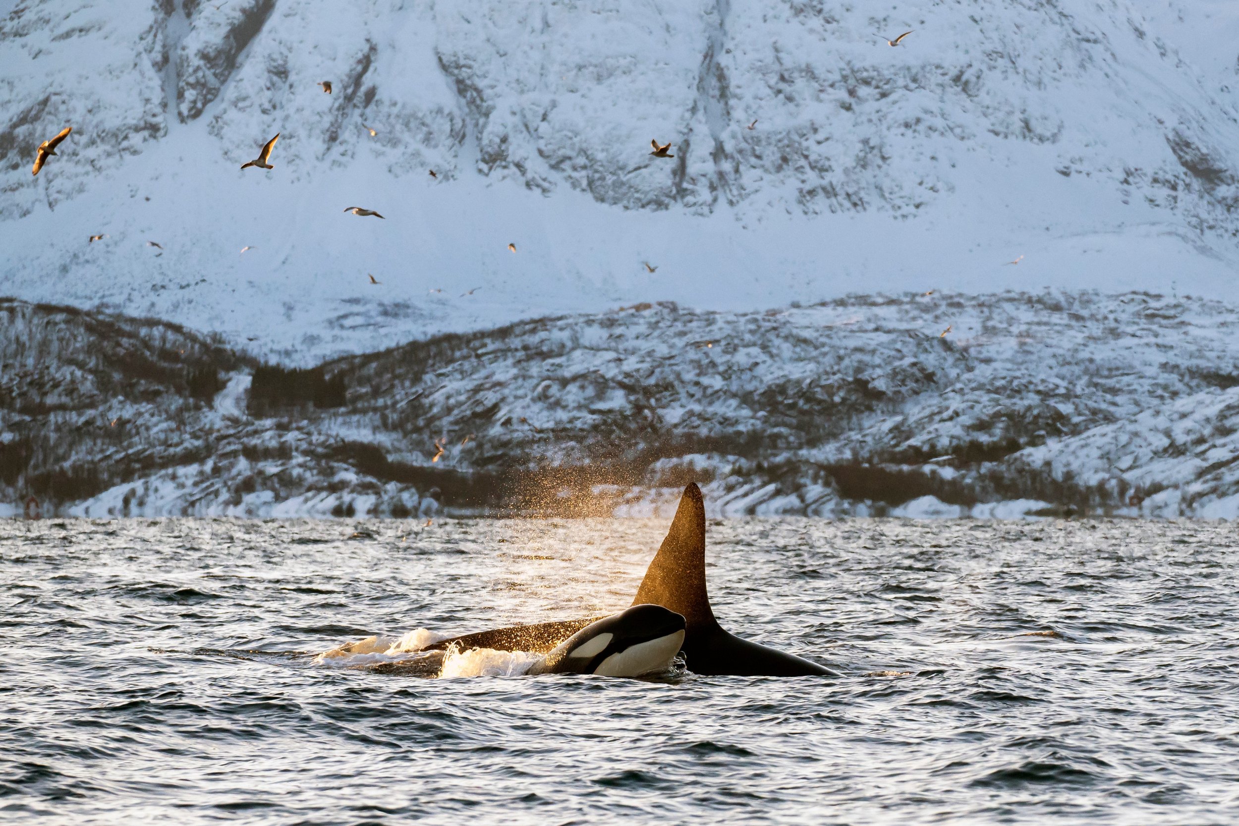 I Giganti del Nord Atlantico: guida ai cetacei d'Islanda