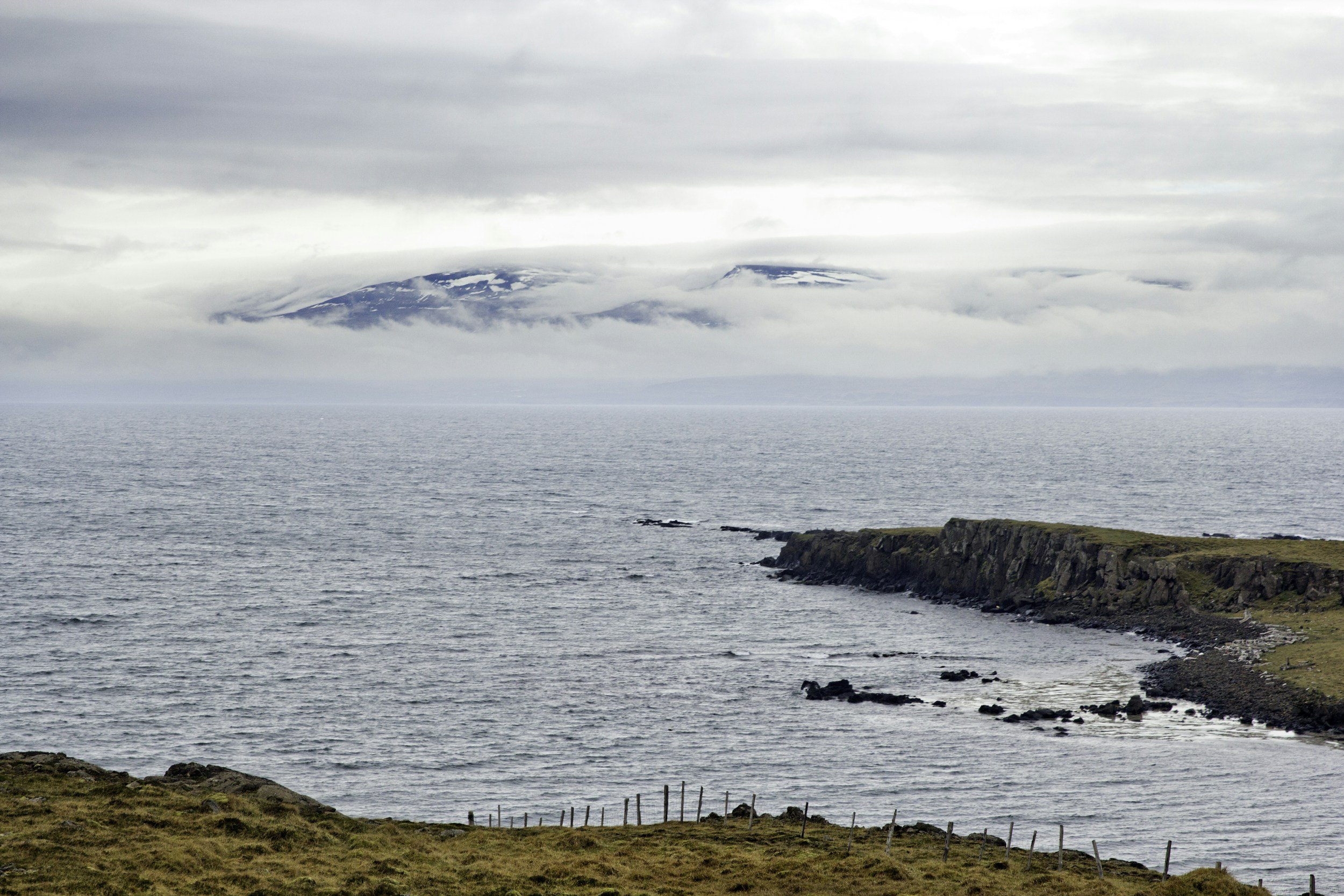I Giganti del Nord Atlantico: guida ai cetacei d'Islanda
