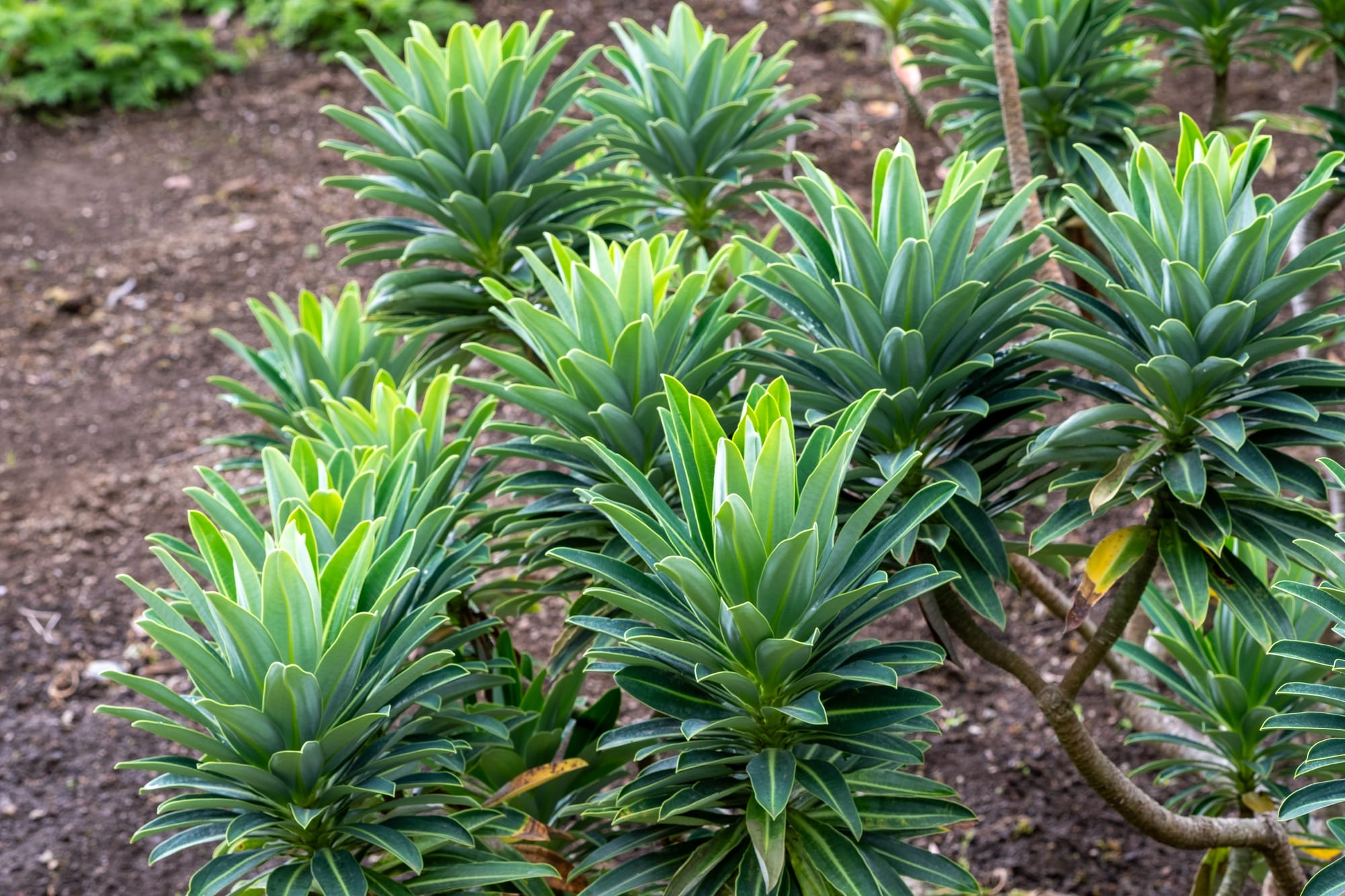 Primo piano della pianta Euphorbia stygiana, una delle specie endemiche Azzorre, con le sue caratteristiche foglie verdi a rosetta.