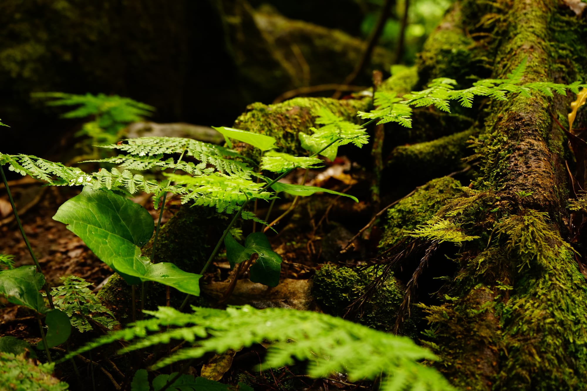 Primo piano del sottobosco della foresta di laurisilva con dettagli del muschio sfagno verde brillante e giovani felci che crescono sul suolo vulcanico.