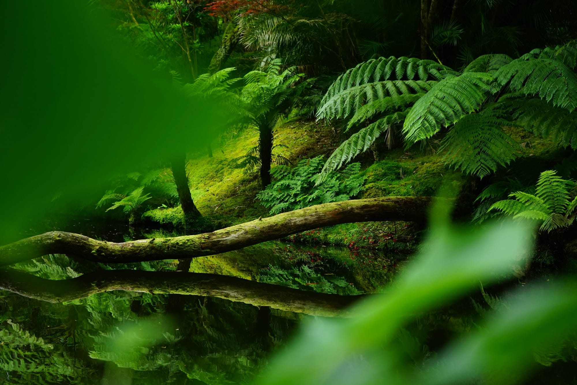 Dettaglio di lussureggianti fronde di felce verde nella penombra umida della foresta di laurisilva delle Azzorre.