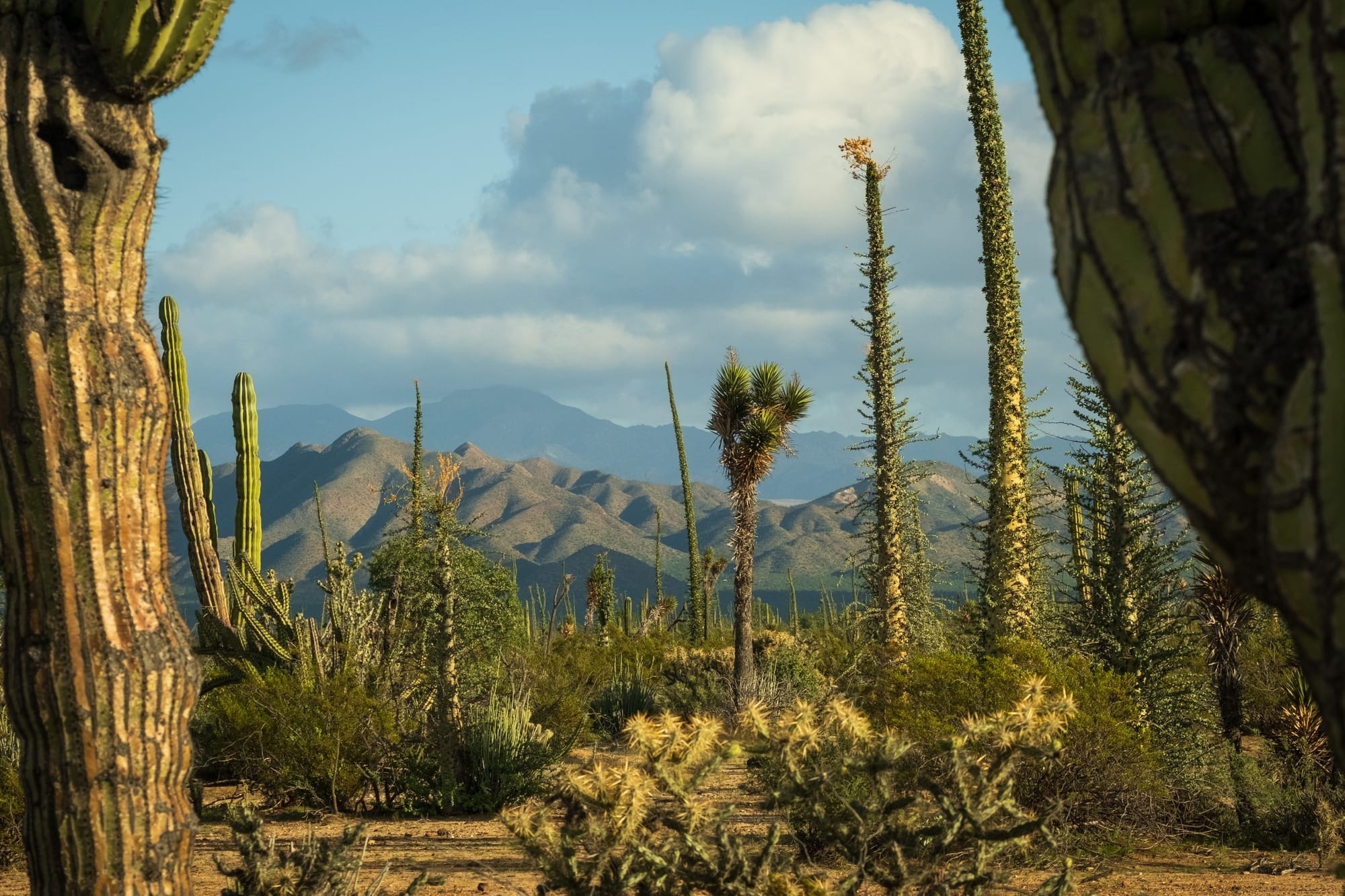 Paesaggio desertico con cactus cardón in Baja California Sur, che illustra il contrasto con la ricca vita costiera del vicino Mare di Cortez.