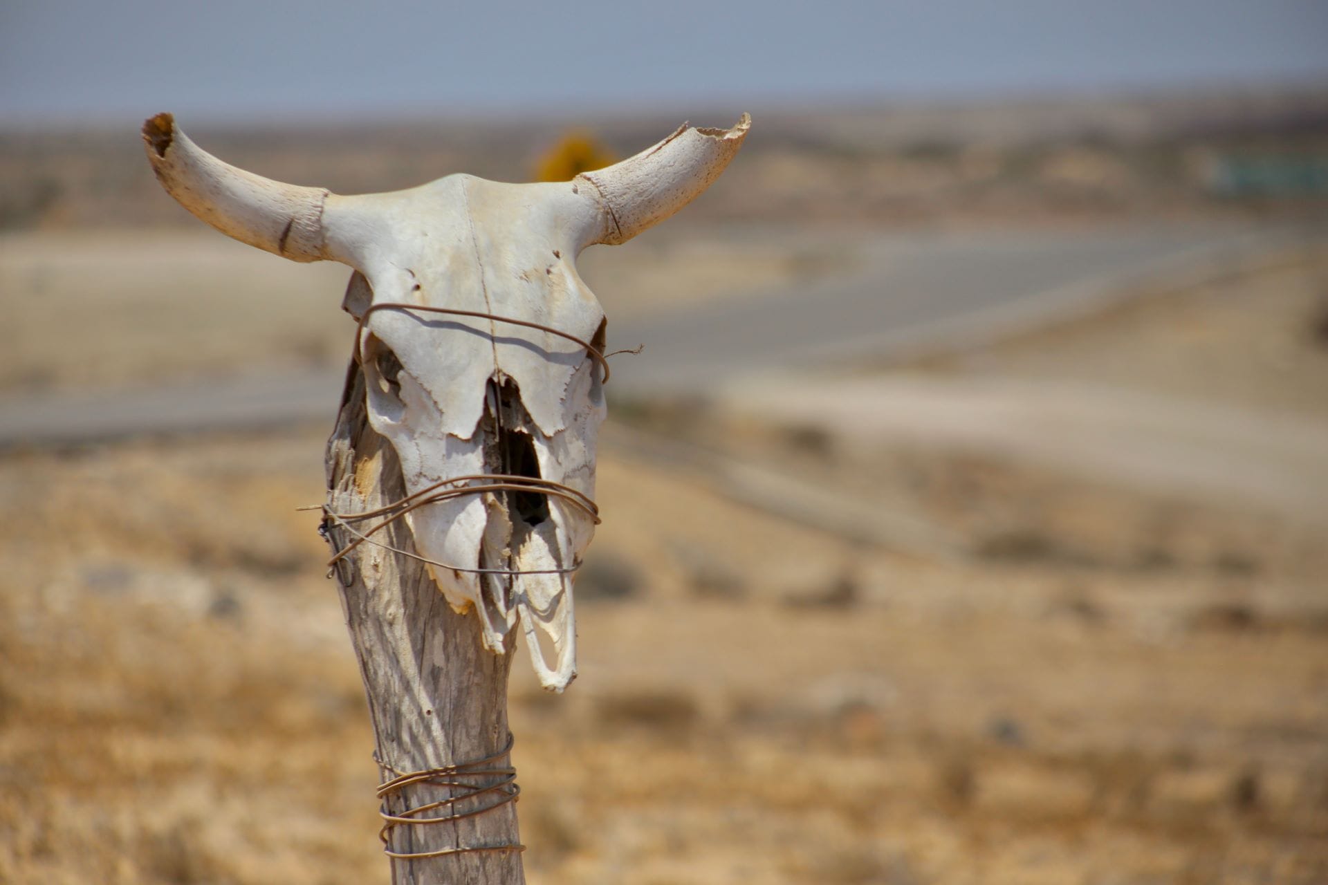 Dettaglio ravvicinato di un teschio animale legato a un palo di legno nel paesaggio arido vicino a San Juanico, Messico.