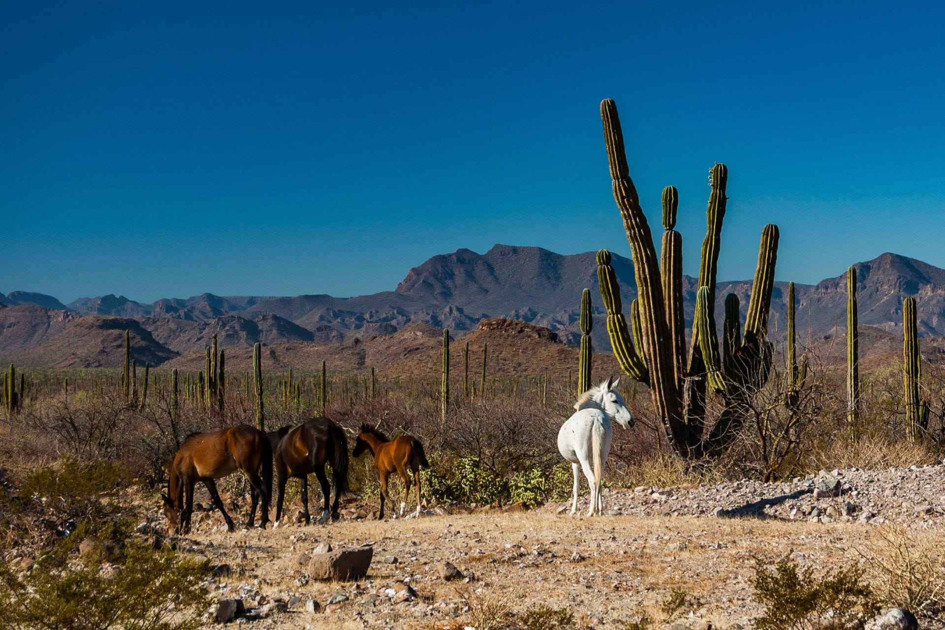 Branco di cavalli selvaggi che pascolano liberi tra la vegetazione desertica e i rilievi rocciosi della Baja California, Messico.