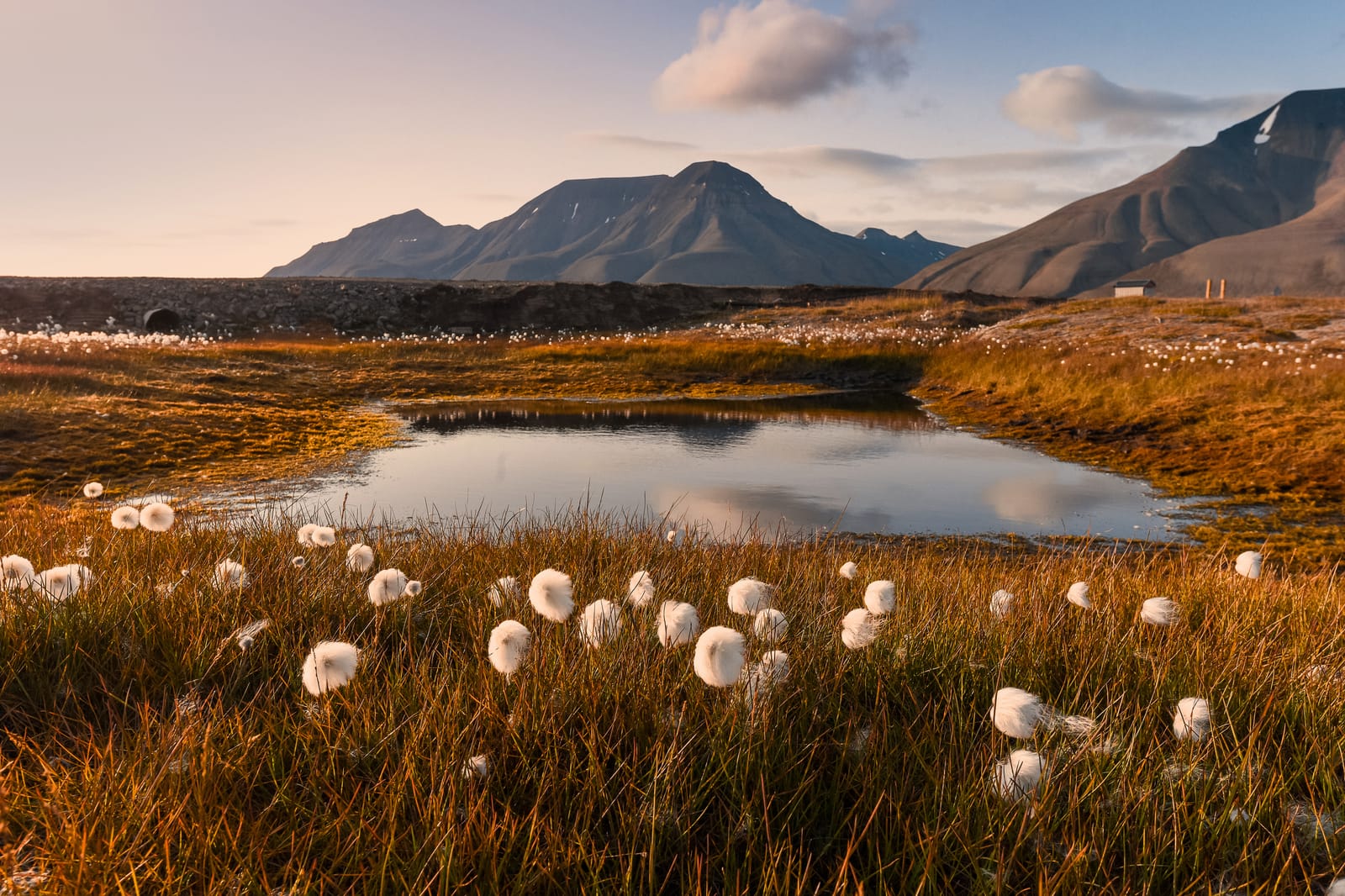 Norvegia