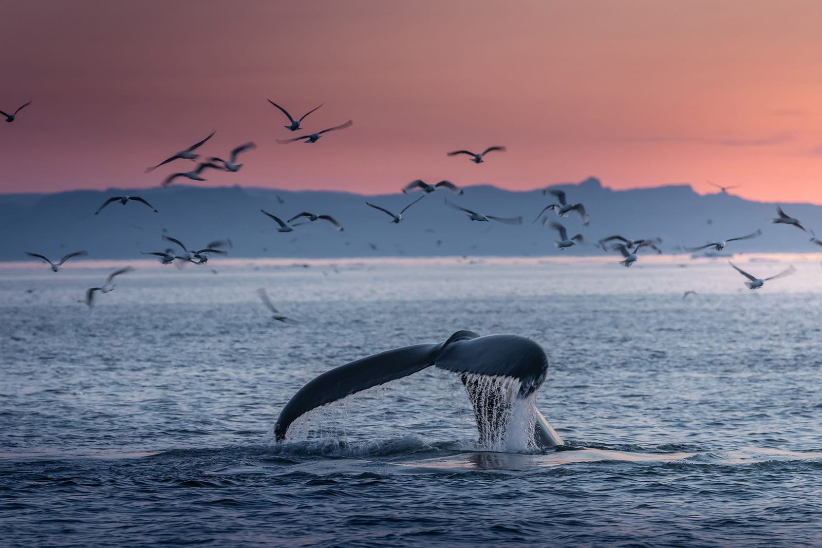 I Giganti del Nord Atlantico: guida ai cetacei d'Islanda