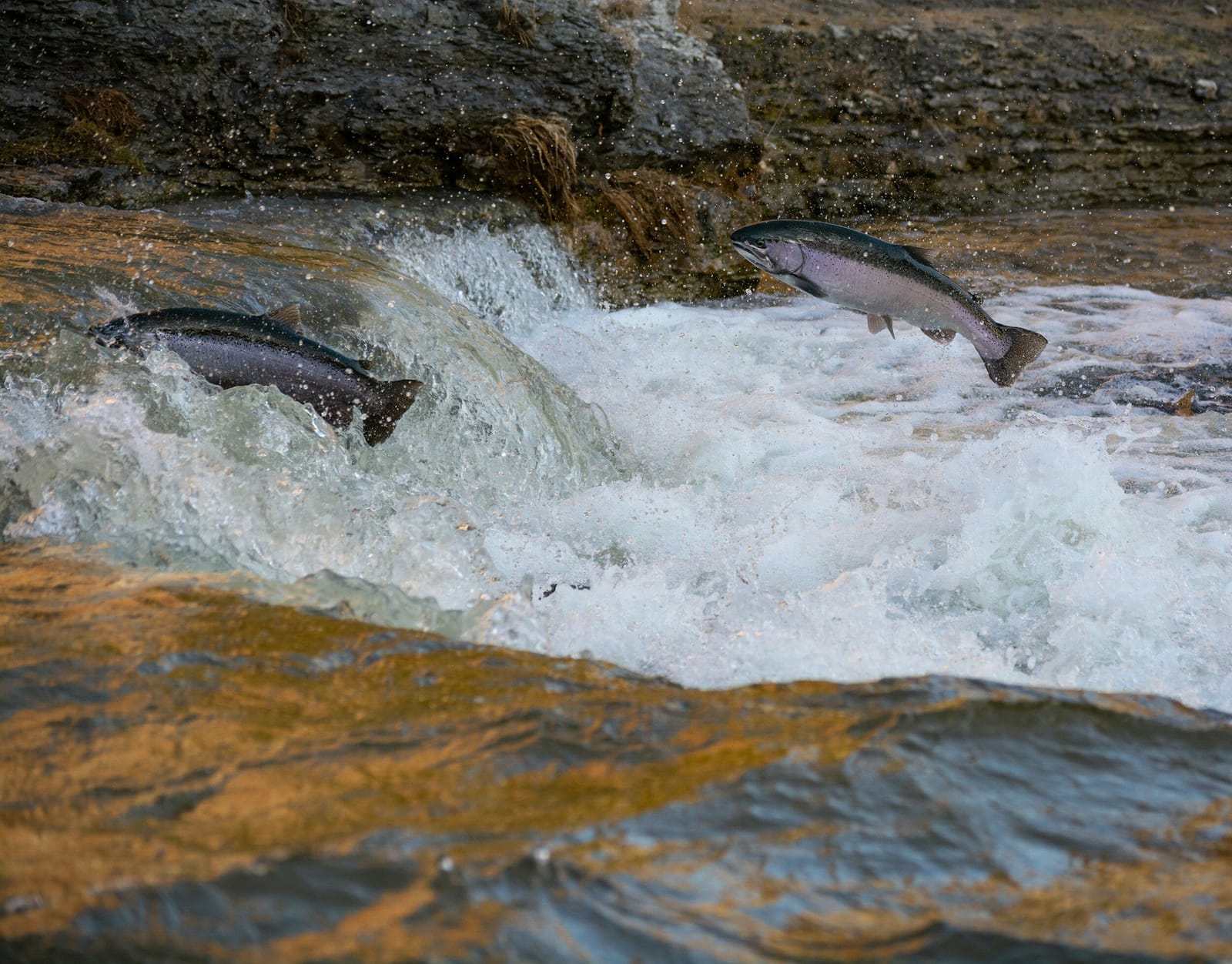 Il grido silenzioso del salmone: un requiem islandese