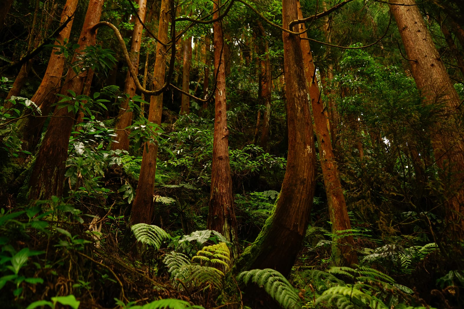La foresta di laurisilva delle Azzorre