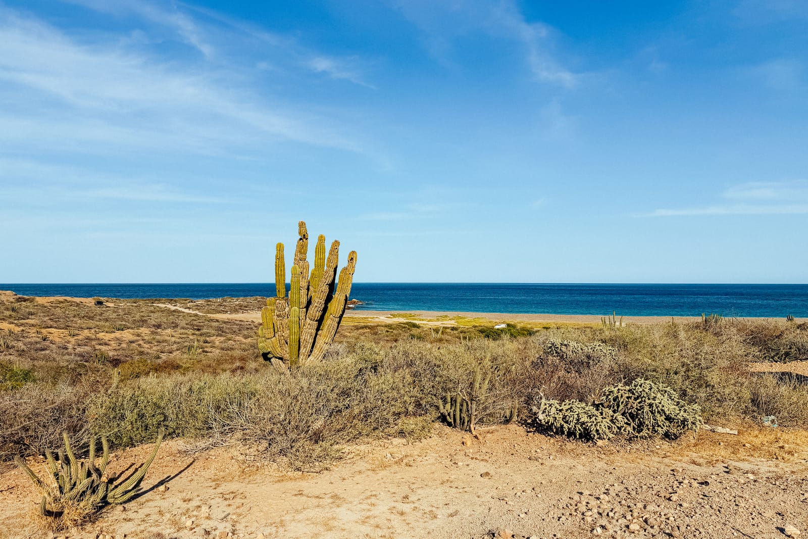 I custodi dell’abisso: come un villaggio nel deserto ha resuscitato il Mar di Cortez