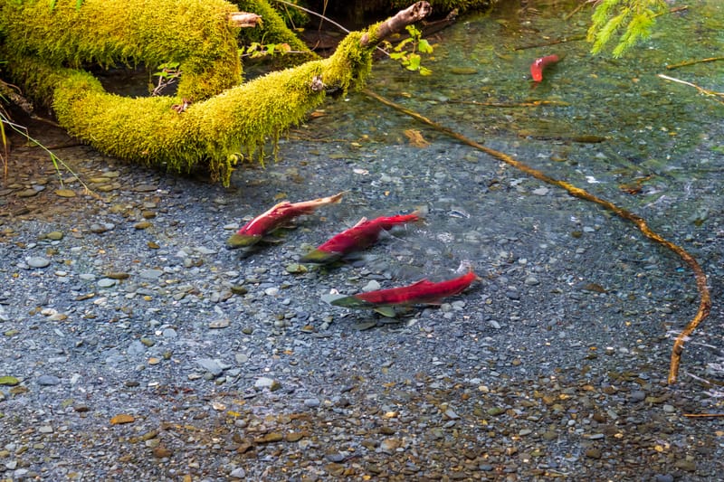La risalita dei salmoni: il miracolo annuale che nutre un intero ecosistema, dagli orsi alle foreste