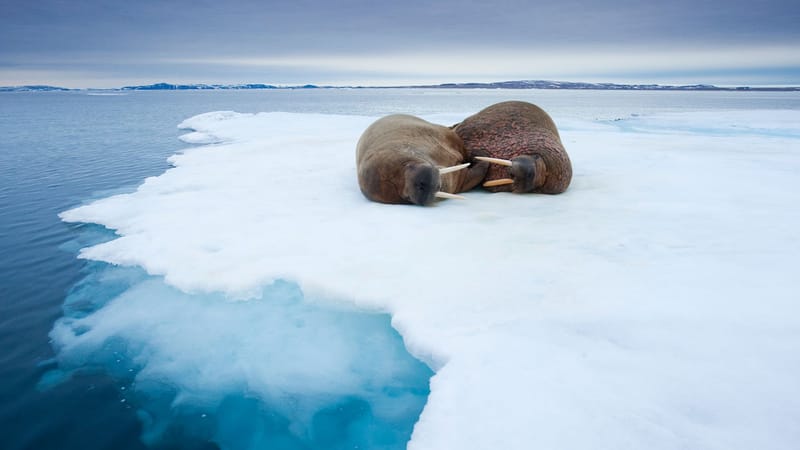 Estate alle Svalbard