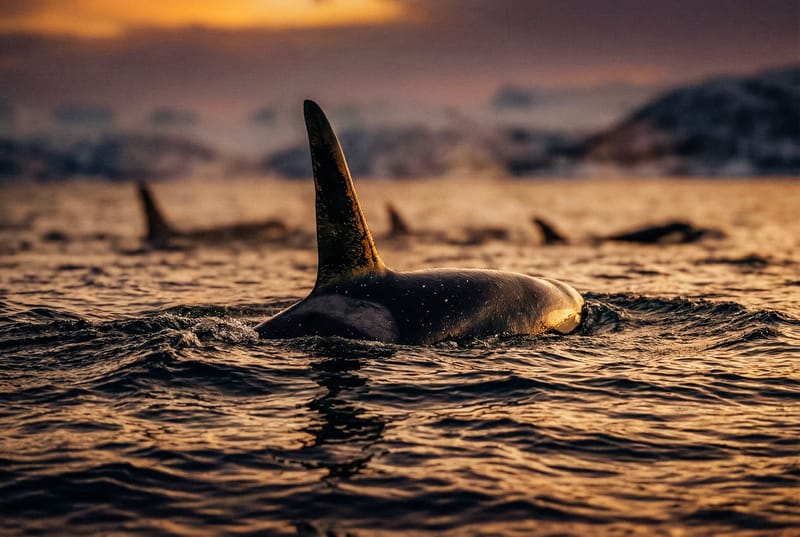 CASE FILE: 70°N - Skjervøy. Le orche, le aringhe e il pesce senza memoria